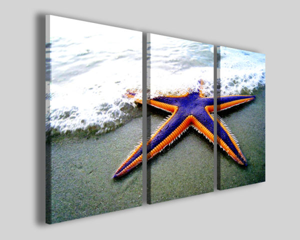 Quadri su tela Starfish stampe canvas pescheria